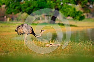 Greater Rhea, Rhea americana, big bird with fluffy feathers, animal in nature habitat, evening sun, Pantanal, Brazil. Rhea on the