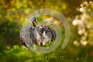 Greater Rhea, Rhea americana, big bird with fluffy feathers, animal in nature habitat, evening sun, Pantanal, Brazil. Rhea on the