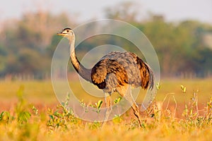 Greater Rhea, Rhea americana, big bird with fluffy feathers, animal in nature habitat, evening sun, Pantanal, Brazil. Rhea on the