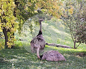 Greater Rhea Rhea americana is a flightless bird