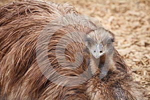 The greater rhea Rhea americana, flightless bird