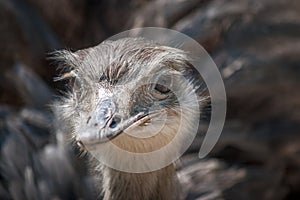 The greater rhea Rhea americana, flightless bird in close-up.