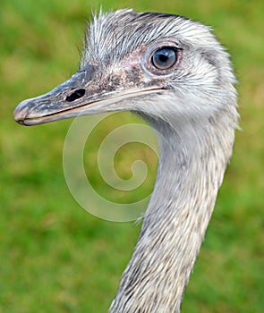 Greater rhea Rhea americana is a flightless bird found in eastern South America.