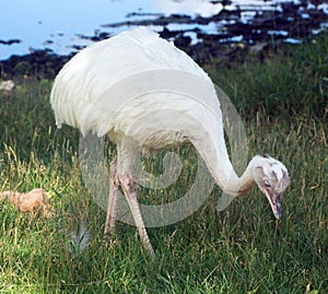 Greater rhea Rhea americana is a flightless bird found in eastern South America.