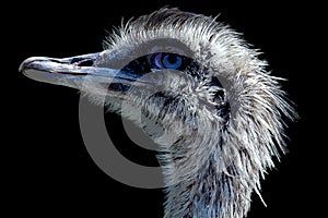 Greater rhea (Rhea americana) is a flightless bird found in eastern South America.