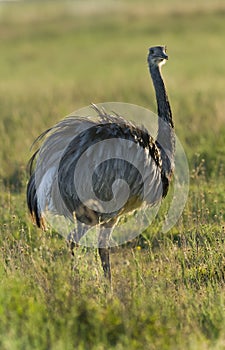 Greater Rhea, Rhea americana, La Pampa