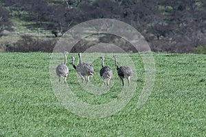 Greater Rhea, Rhea americana, in Pampas coutryside environment, La Pampa