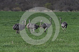 Greater Rhea, Rhea americana, in Pampas coutryside environment, La Pampa province,