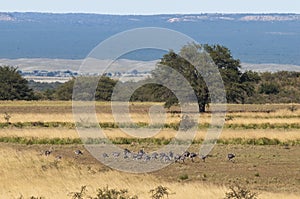 Greater Rhea, Rhea americana, in Pampas coutryside environment, La Pampa province,