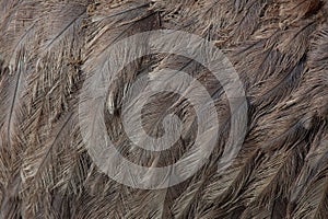 Greater rhea Rhea americana. Plumage texture.