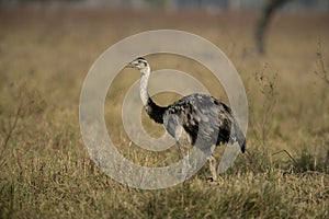 Greater rhea, Rhea americana