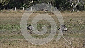 greater rhea, Rhea americana, is a tall flightless bird