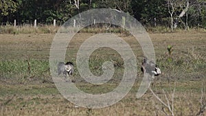 greater rhea, Rhea americana, is a tall flightless bird