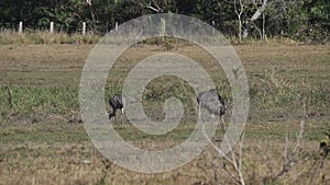 greater rhea, Rhea americana, is a tall flightless bird