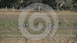 greater rhea, Rhea americana, is a tall flightless bird