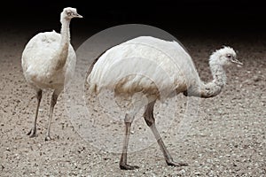 Greater rhea Rhea americana. White leucistic form.