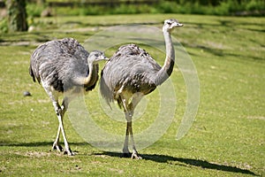 Greater Rheas walking on grass