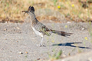 Greater Roadrunner