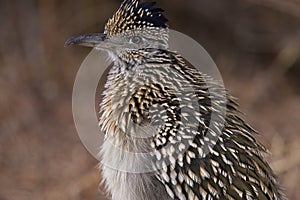 Greater Roadrunner