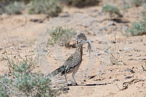 Greater Roadrunner