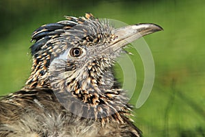 Greater roadrunner