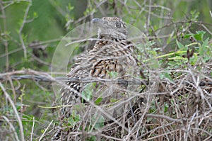 Greater Roadrunner