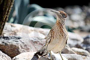 Greater Roadrunner Bird