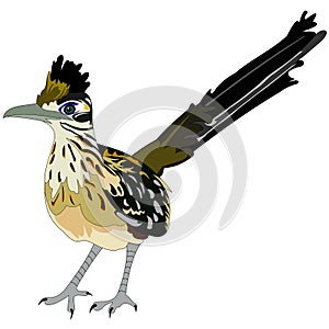 Greater roadrunner bird