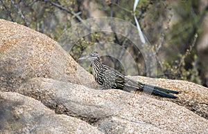 Greater Roadrunner bird, Lake Watson, Prescott Arizona USA