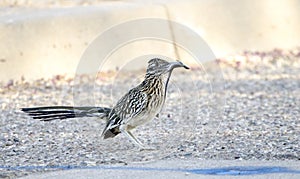 Greater Roadrunner bird with lizard in beak, Tucson Arizona, USA