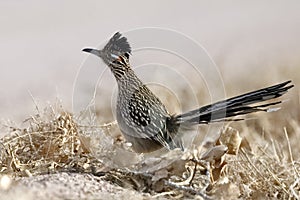 Greater Roadrunner - Bosque del Apache National Wildlife Refuge, New Mexico photo