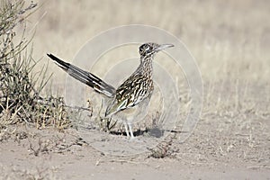 Greater Roadrunner (Geococcyx californianus) photo