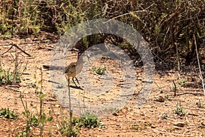Greater roadrunner, Geococcyx californianus, bird eats a lizard photo