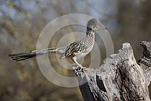 Greater roadrunner, Geococcyx californianus photo