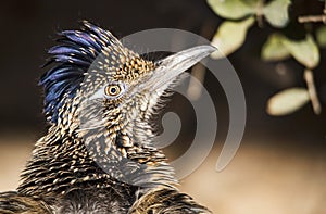 Greater roadrunner Geococcyx californianus