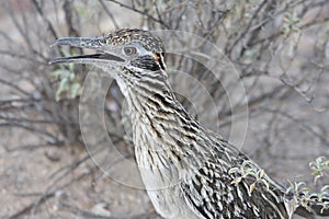 Greater Roadrunner (Geococcyx californianus) photo