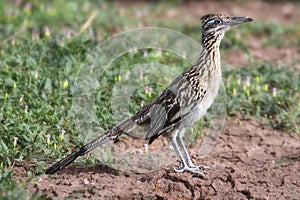 Greater Roadrunner (Geococcyx californianus) photo