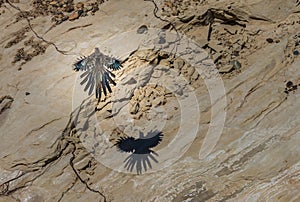 Greater Roadrunner Geococcyx californianus photo