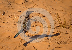 Greater Roadrunner Geococcyx californianus photo