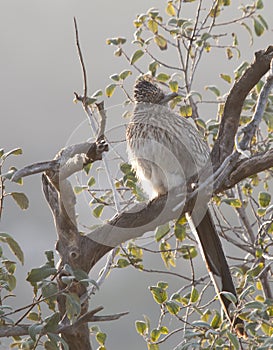 Greater Roadrunner Geococcyx californianus sitting in a tree