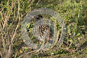 Greater Roadrunner Geococcyx californianus sitting in a tree photo