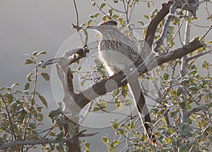 Greater Roadrunner Geococcyx californianus sitting in a tree photo