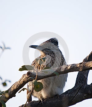 Greater Roadrunner Geococcyx californianus sitting in a tree photo