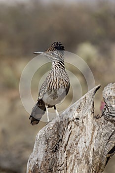 Greater roadrunner, Geococcyx californianus photo