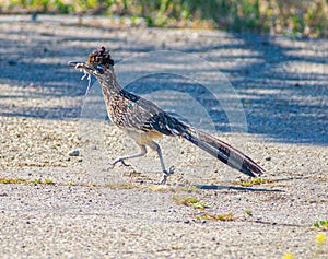 Greater Roadrunner With a Mouse