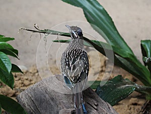 Greater roadrunner photo