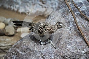 Greater roadrunner photo