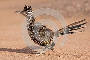 Greater Roadrunner Standing