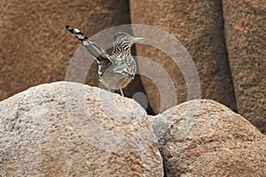 Greater roadrunner photo