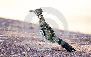 Greater Roadrunner, Tucson Arizona desert